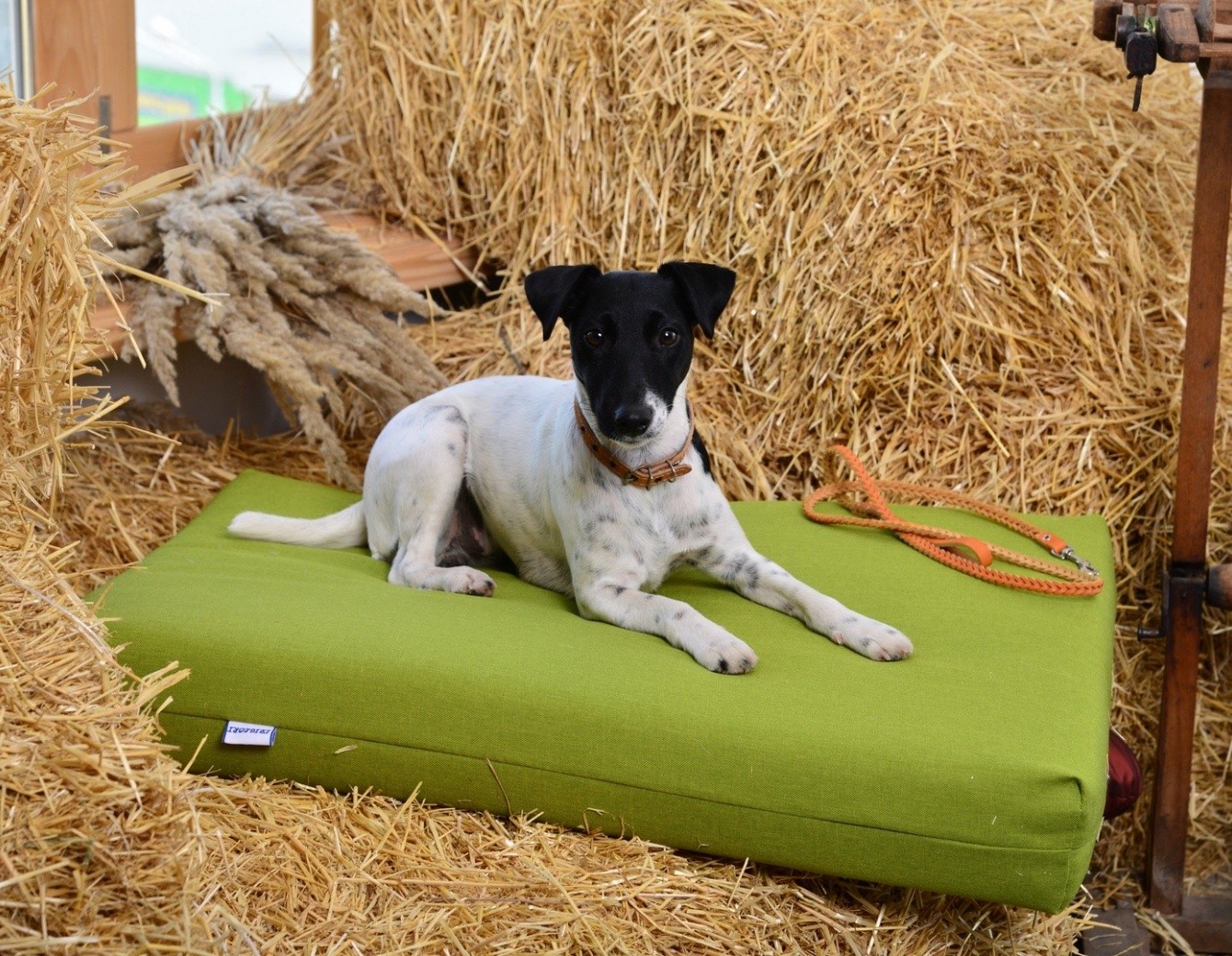 Лежанки для тварин