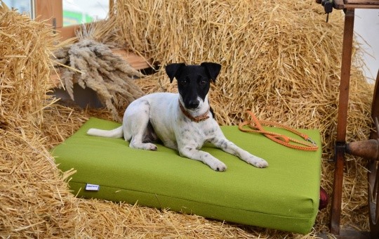 Лежанки для тварин